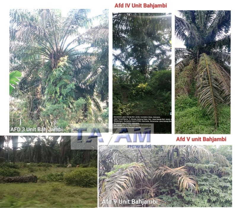 Wow! Tanaman PTPN4 Bahjambi Rusak Parah, Kabag Tanaman Dan Manager Diduga Kompak Goreng Anggaran - www.tajamnews.co.id