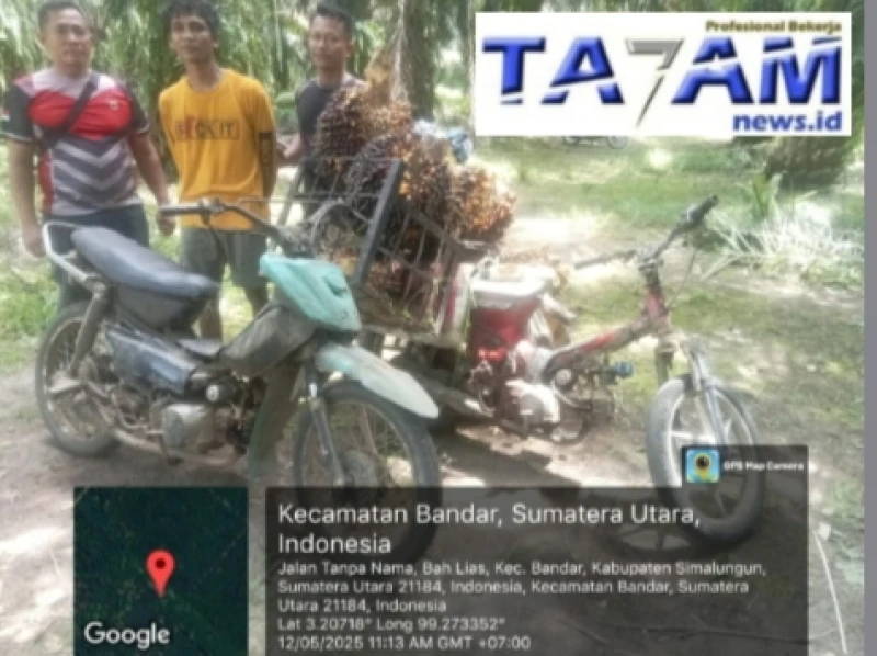 Papam dan tim buser kebun bandar besi tangkap pencuri TBS - www.tajamnews.co.id