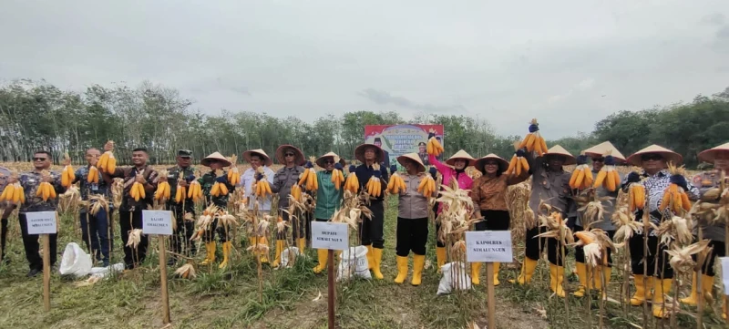 KAPOLRES SIMALUNGUN IKUT PANEN RAYA JAGUNG SERENTAK KUARTAL II 2025 DIPIMPIN PRESIDEN PRABOWO - www.tajamnews.co.id