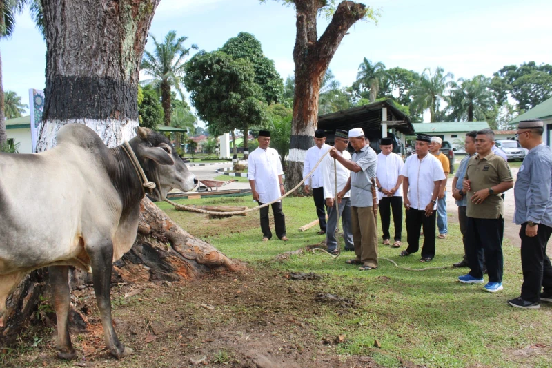 Dandim 0207/Simalungun Letkol Inf Slamet Faojan, M.Han. Serahkan Hewan Qurban Kepada Keluarga Besar Kodim 0207/Simalungun - TajamNews