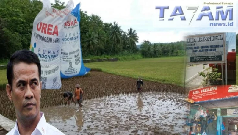 Petani HT.Bayu Terancam Gagal Tanam! Pupuk Subsidi Masih Tembus 160 Ribu Jelang M.T II - TajamNews