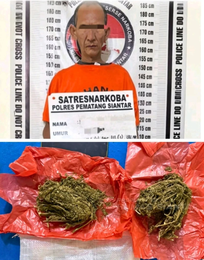 Pengedar Ganja inisial Mis Di Jemput Satnarkoba Polres Siantar - TajamNews