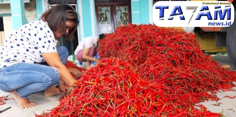 Cabai Merah Membara, Harga Tembus Rp 60 Ribu per Kg di Pasar Rakyat Dolok Sanggul - TajamNews