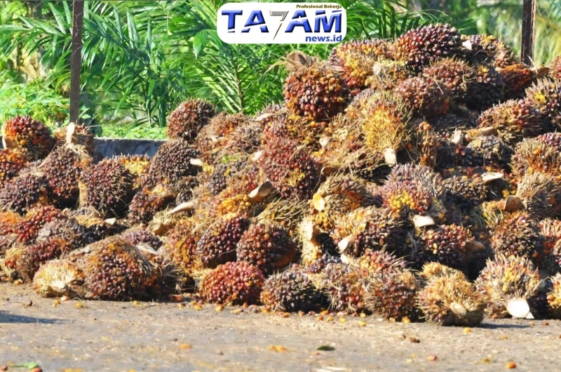 Klarifikasi PT Bakrie Sumatera Plantations: Sengkarut Legalitas Lahan Sawit dan Status Kawasan Hutan - TajamNews