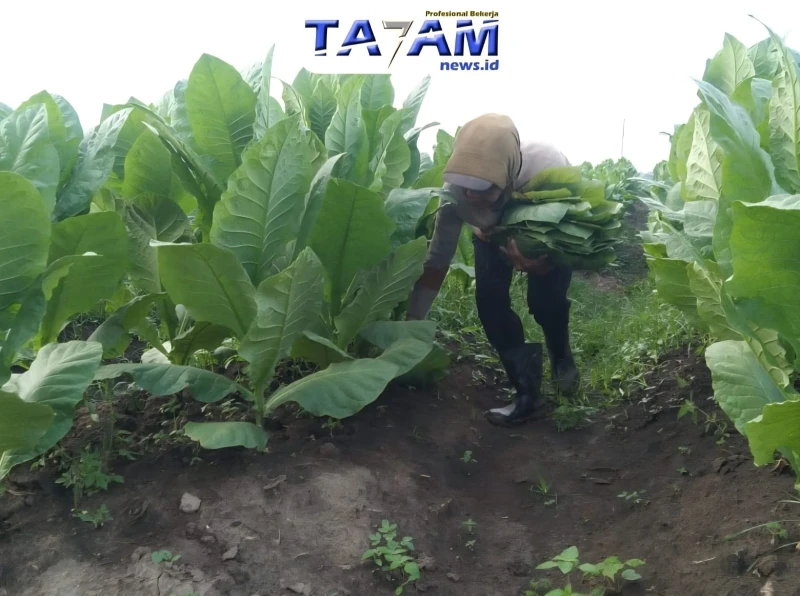 Menguak Rencana Besar PTPN 1 Regional 1: 500 Hektare untuk Menghidupkan kembali Emas Hijau Legendaris - TajamNews