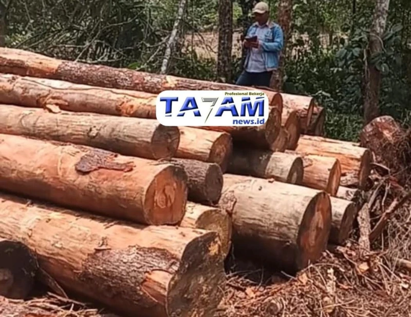 Pembalak Liar di Purba Tua Kian Berani: Penegakan Hukum Dipertanyakan - TajamNews