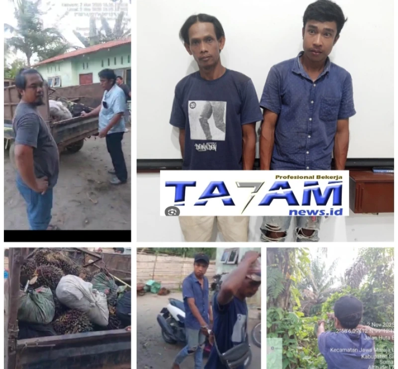 Jatanras Polres Simalungun Tangkap Basah Pencuri dan Penadah TBS di PTPN-4 Bah Jambi - TajamNews