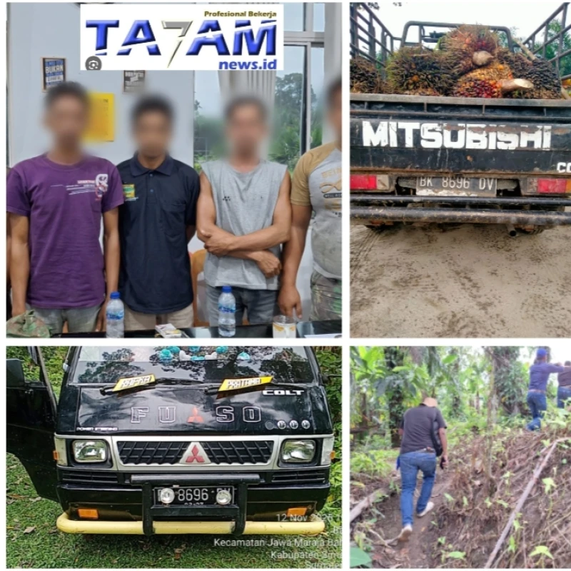 5 Bandit Pencuri TBS di Tano Batak berhasil di ringkus sat reskrim Polres simalungun. - TajamNews