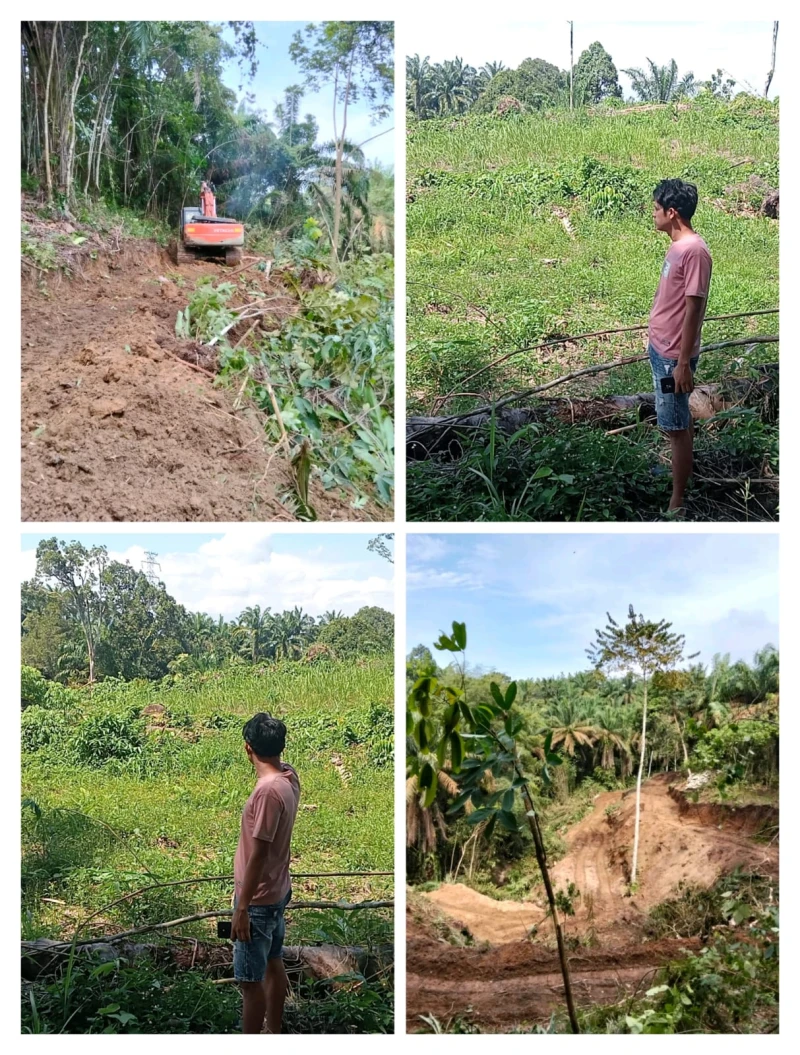 *PSR Lahan Masyarakat Nagori Damakkitang Sudah Direplanting, Sawit Belum Ditanam, Petani Kecewa* - TajamNews