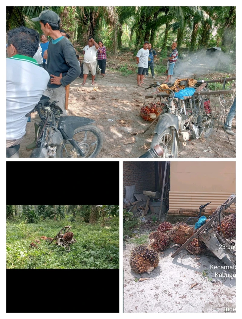 *Maling Sawit Tertangkap Basah di Lahan Milik Warga, Pelaku Kabur Saat Akan Dibawa ke Polsek* - www.tajamnews.co.id