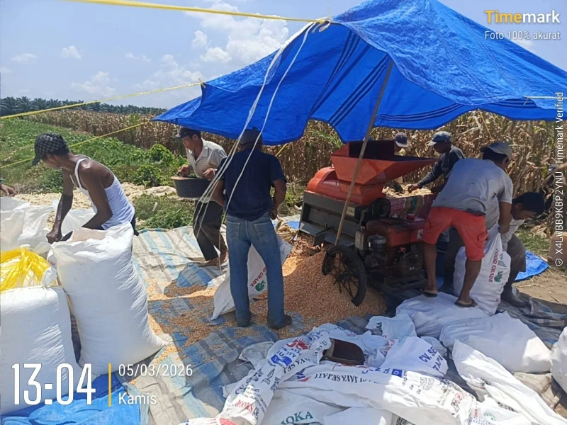 Polsek Bosar Maligas Dukung Program Ketahanan Pangan Presiden RI, Monitoring Penggilingan Jagung di Nagori Parbutaran - www.tajamnews.co.id