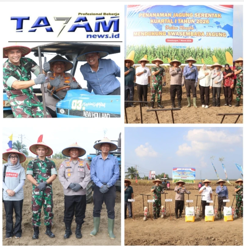 Kekompakan Forkopimda! Kapolres, Dandim, dan Ketua DPRD Simalungun Kompak Tanam Jagung Serentak Dukung Swasembada Pangan - TajamNews