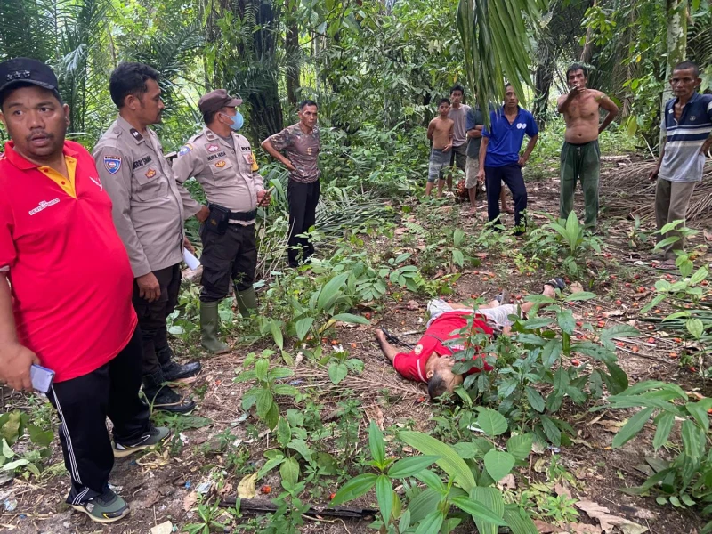Polisi Bersama Masyarakat, Polres Simalungun Bantu Evakuasi Korban Tertimpa Buah Kelapa Sawit di Raya Kahean - TajamNews