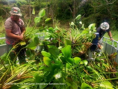 Satgas Kodim 0207/Simalungun Angkat 48 Ton Eceng Gondok dari Danau Toba dalam Sehari - www.tajamnews.co.id
