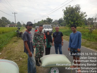 Babinsa Koramil 06/Perdagangan Dukung Penyerapan Gabah Petani di Nagori Purwosari - www.tajamnews.co.id