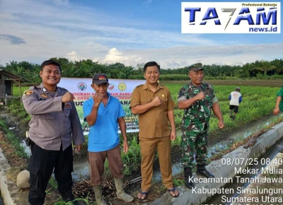 Sinergitas Babinsa Koramil 10/T.Jawa Dengan Nagori Mekar Mulia Wujudkan Swasembada Pangan - www.tajamnews.co.id