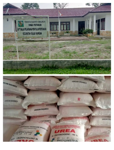 *Manipulasi Data Petani Yang Tidak Memiliki Tanaman Palawija Untuk Mendapatkan Pupuk Bersubsidi Demi Keuntungan Pribadi* - www.tajamnews.co.id