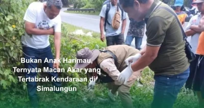 Bukan Anak Harimau, Ternyata Macan Akar yang Tertabrak Kendaraan di Simalungun - www.tajamnews.co.id