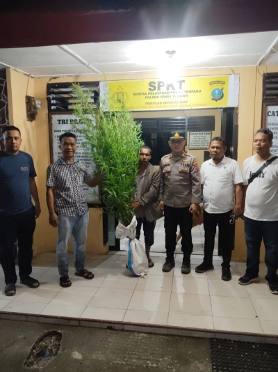 Polisi Bersama Masyarakat: Polres Simalungun Dibantu Warga Berhasil Mengungkap 12 Batang Ganja di Panei - www.tajamnews.co.id